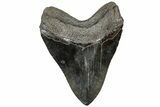 Fossil Megalodon Tooth - South Carolina #310012-2